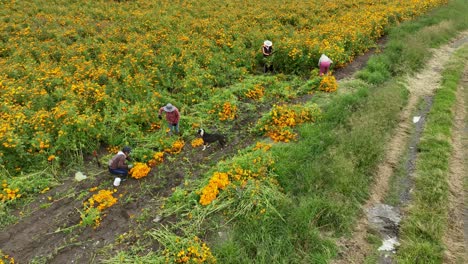 Luftaufnahmen-Von-Ringelblumen-Oder-Cempasúchil-Blumenkulturen-In-Mexiko-Und-Einer-Gruppe-Von-Bauern,-Die-Sie-Ernten