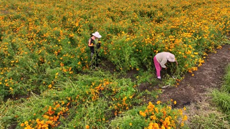 Video-De-Drones-De-Personas-Cosechando-Flores-De-Caléndula