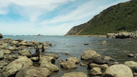Fur-seal-colony-resting-on-rocks-on-ocean-coast-in-bay-in-New-Zealand