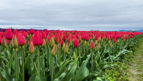 Experience-the-vibrant-beauty-of-spring-with-red-tulips-in-Washington