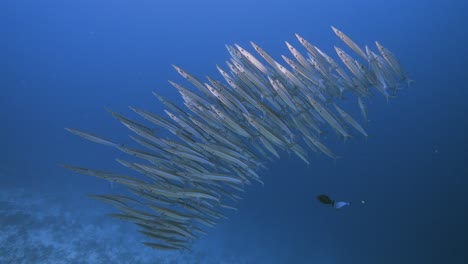 Barracuda,-Cola-Amarilla-En-Aguas-Tropicales-Azul-Claro-De-Las-Islas-De-Tahití,-Polinesia-Francesa,-Océano-Pacífico-Sur