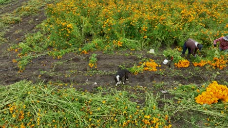 Aerial-Video-of-people-harvesting-and-selecting-marigold-flowers-or-flor-de-muertos-for-the-day-of-the-dead-season-in-México