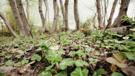 Travelling-low-to-the-ground-in-a-forest,-wild-strawberry-plants-on-the-ground