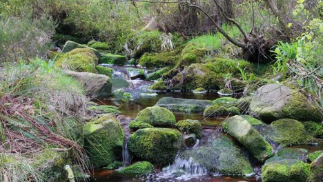 Slow-moving-forest-stream-waterfall,-nature's-serenity-scene-with-tranquil-pool-below,-lush-greenery-and-moss-covered-stones,-sense-of-peacefulness-and-untouched-beauty-of-nature-in-forest-ecosystem