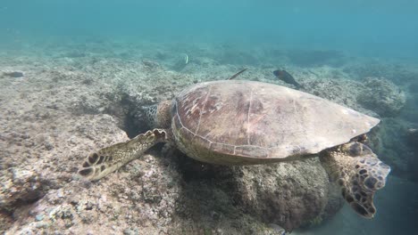 Tortuga-Marina-Kauai-Océano,-Tortugas-Salvajes-En-El-Océano-Hawai,-Vida-Silvestre-Del-Océano-Princeville