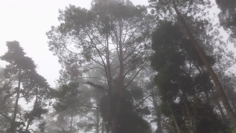 Morning-fog-in-dense-tropical-rainforest