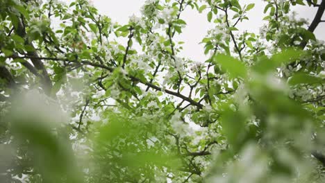 Frühling-Apfelblüten-Im-Garten