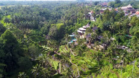 Luxury-Cretya-Club-atop-Rice-terraces-and-lush-palm-Jungle-in-Ubud-Bali,-Drone-View