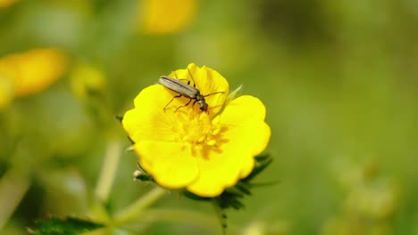A-close-up-image-capturing-a-slender-insect-perched-upon-the-vibrant-petals-of-a-yellow-flower,-set-against-a-soft-focus-green-background
