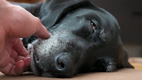 Eine-Nahaufnahme-Eines-Schläfrigen-Alten-Schwarzen-Hundes,-Der-Sanft-über-Das-Gesicht-Gestreichelt-Wird