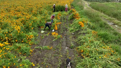 Drohnenvideo-Von-Mexikanischen-Bauern,-Die-Ringelblumen-Ernten