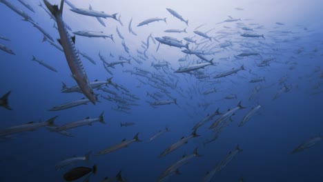 Big-school,-tornado-of-barracudas-shot-against-the-surface-in-clear-tropical-water-of-the-south-pacific-ocean-around-the-islands-of-Tahiti