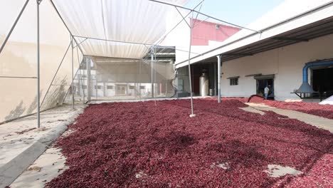 pov-shot-This-man-is-being-dried-in-the-chili-field