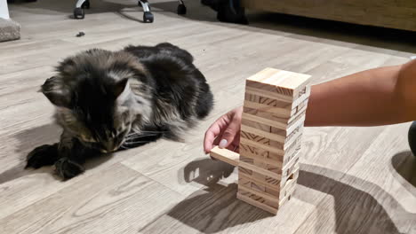 Vista-Recortada-De-Una-Persona-Jugando-Bloques-De-Torre-Jenga-Cerca-De-La-Raza-De-Gato-Maine-Coon