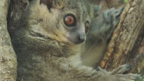 Sportive-lemur-observes-surroundings-during-the-day-from-a-branch-hole