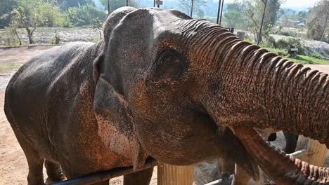 Asian-elephants-in-a-shelter