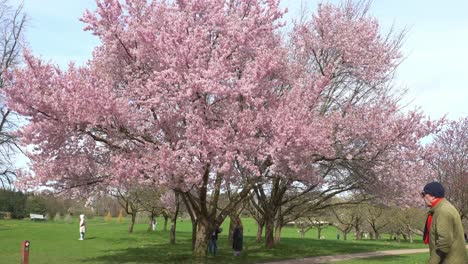 árboles-De-Sakura-Completamente-Florecidos-En-Un-Parque-Urbano