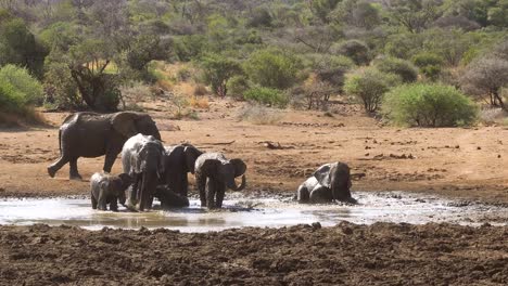 Close-up-handheld-shot-of-herd-of-elephants-cooling-off-in-mud-puddle
