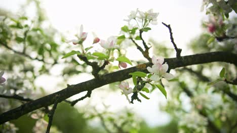 Apfelblüte-Nahaufnahme-Im-Frühling