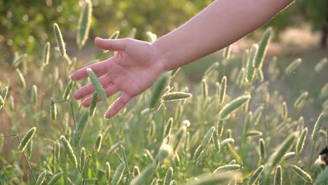 POV-Scene-woman's-hand-touching-and-passing-through-grassy-plains-and-plants-moved-by-the-wind