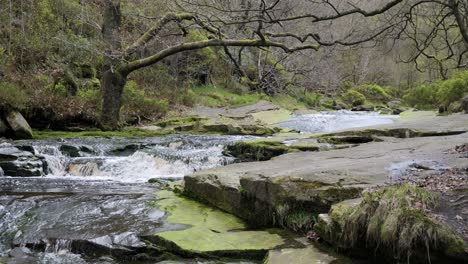 Langsam-Fließender-Waldbach-Wasserfall,-Ruhige-Szene-Der-Natur-Mit-Ruhigem-Teich-Darunter,-üppiges-Grün-Und-Moosbedeckte-Steine,-Gefühl-Der-Ruhe-Und-Unberührte-Schönheit-Der-Natur-Im-Waldökosystem