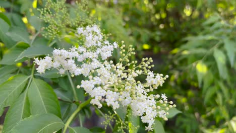 Sambucus-Oder-Holunderblütenbaum-Im-Frühling