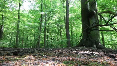 Bosque-Por-La-Mañana-En-Sauerland