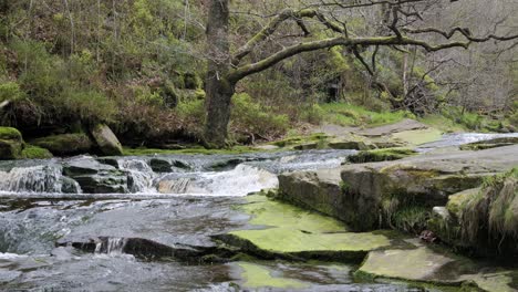 Langsam-Fließender-Waldbach-Wasserfall,-Ruhige-Szene-Der-Natur-Mit-Ruhigem-Teich-Darunter,-üppiges-Grün-Und-Moosbedeckte-Steine,-Gefühl-Der-Ruhe-Und-Unberührte-Schönheit-Der-Natur-Im-Waldökosystem