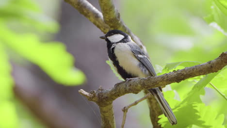 Japanische-Meise-Vogel-Putzen-Federn-Und-Singen-Thront-Auf-Einem-Baumzweig-Im-Frühling-Seoul-Park,-Südkorea