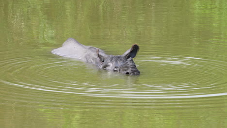 El-Rinoceronte-Indio-Con-Cuernos-Sumergido-En-El-Agua-Refrescándose-En-Un-Día-Caluroso.