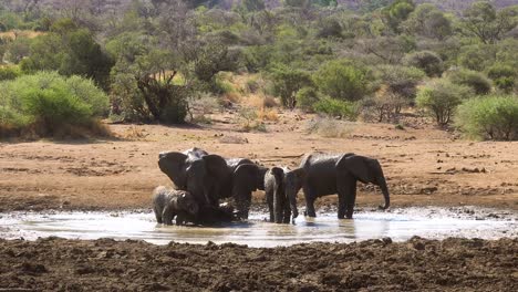 Nahaufnahme-Einer-Afrikanischen-Elefantenfamilie,-Die-Ein-Schlammbad-Nimmt