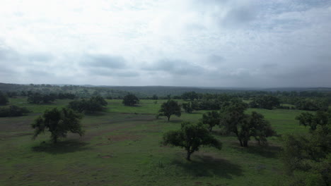 Luftaufnahme-Von-Eichen-Auf-Einer-Weide-Im-Texas-Hill-Country