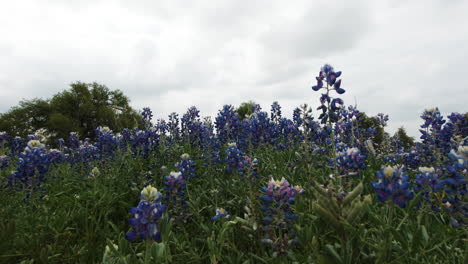 Dolly-Lento-Se-Mueve-A-Través-De-Un-Campo-De-Bluebonnets-En-La-Región-Montañosa-De-Texas