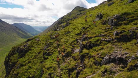 Una-Manada-De-Ciervos-Caminando-Por-Las-Tierras-Altas-De-Escocia,-Escocia