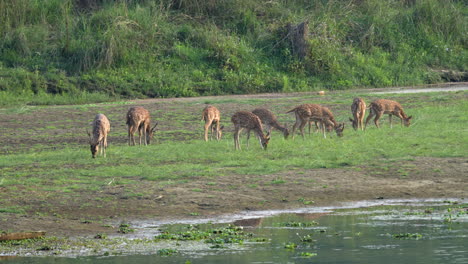 A-small-herd-of-spotted-deer-or-axis-deer-grazing-on-the-grass-on-a-river-bank
