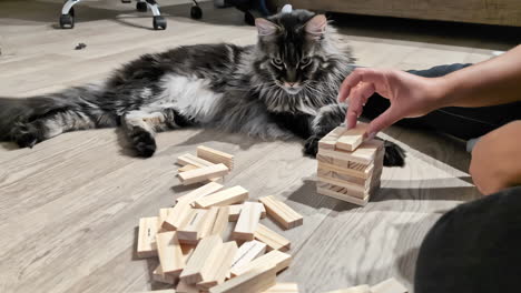 Person,-Die-Jenga-Blöcke-Spielt,-In-Der-Nähe-Von-Liegend-Downm-Maine-Coon-Katzenrasse