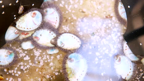 Tiny-abalone-spat-crawl-around-bottom-of-tank-on-abalone-farm,-aquaculture