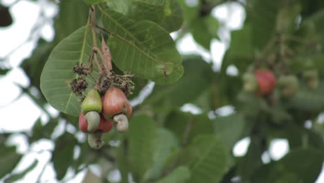 Natural-scene-with-cashews-fruits-on-tree-swaying-in-wind