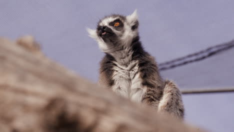 Lemur-Schaut-Sich-In-Der-Morgensonne-Im-Gehege-Im-Zoo-Um
