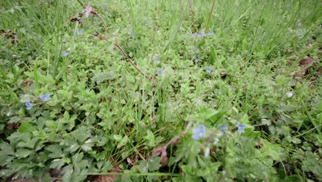 Veronica-blue-flowers-in-a-meadow