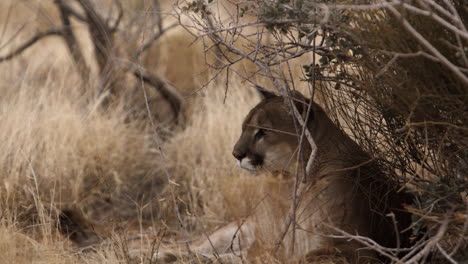 Mountain-lion-relaxing-in-bushes-on-hot-summer-day---observing-surroundings