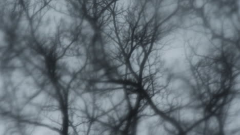 Dark-trees-sway-in-the-thunderstorm-on-windy-rainy-night,-closeup-soft-focus