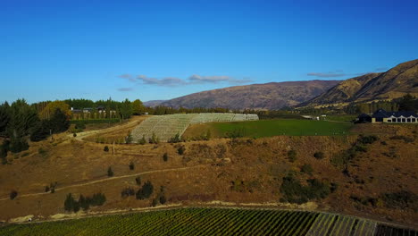 Drone-flies-towards-vineyard-at-Lake-Wānaka,-South-Island,-New-Zealand-at-sunset