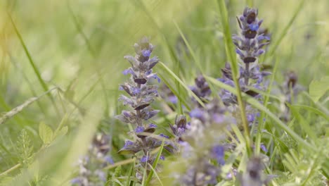 Auf-Einer-Wiese-Lila-Blumen