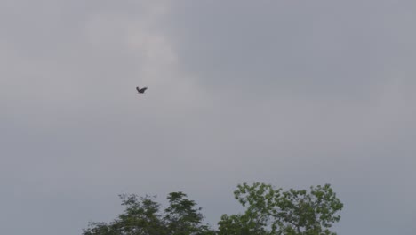 Brahminy-kite-bird-flying-with-the-blue-sky-and-clouds-in-the-background---Tracking-slow-motion-Shot