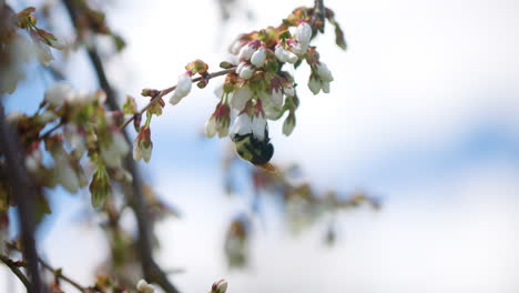 Un-Abejorro-Polinizando-Un-Cerezo-En-Ciernes-En-Cámara-Lenta