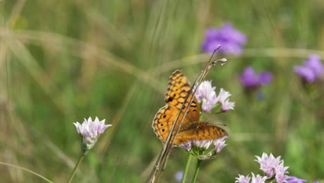 Two-Variegated-Fritillary-butterflies-fluttering-among-wildflowers,-macro-Texas-insects