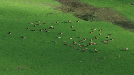 Panning-close-up-drone-aerial-view-of-an-elk-herd-resting-and-grazing-in-a-field