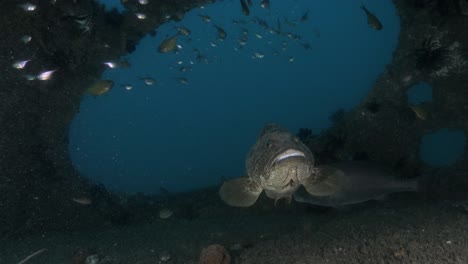 A-large-spotted-fish-finds-refuge-inside-an-artificial-reef-structure-deep-below-the-ocean
