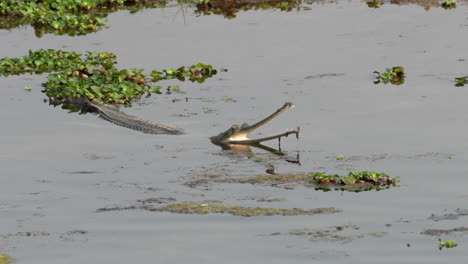 A-gharial-crocodile-half-submerged-in-a-river-with-its-mouth-wide-open